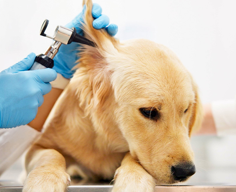 animahria-clinica-veterinaria-gallery-05