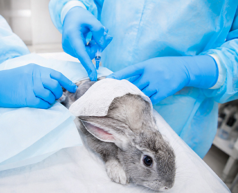 animahria-clinica-veterinaria-gallery-14